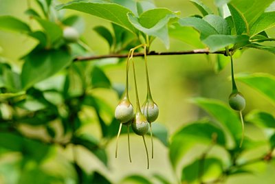 Styrax japonica - sturač japonský - plody (4)